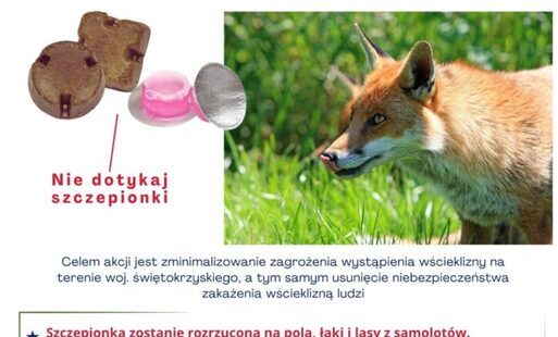 Zdjęcie do Szczepienie lis&oacute;w przeciwko wściekliźnie!